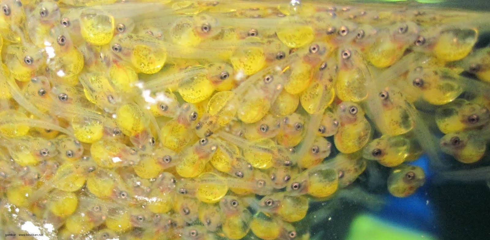 Perawatan Larva Ikan - Lalaukan