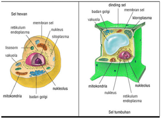 Pengertian Sel dan Bagian-bagian sel