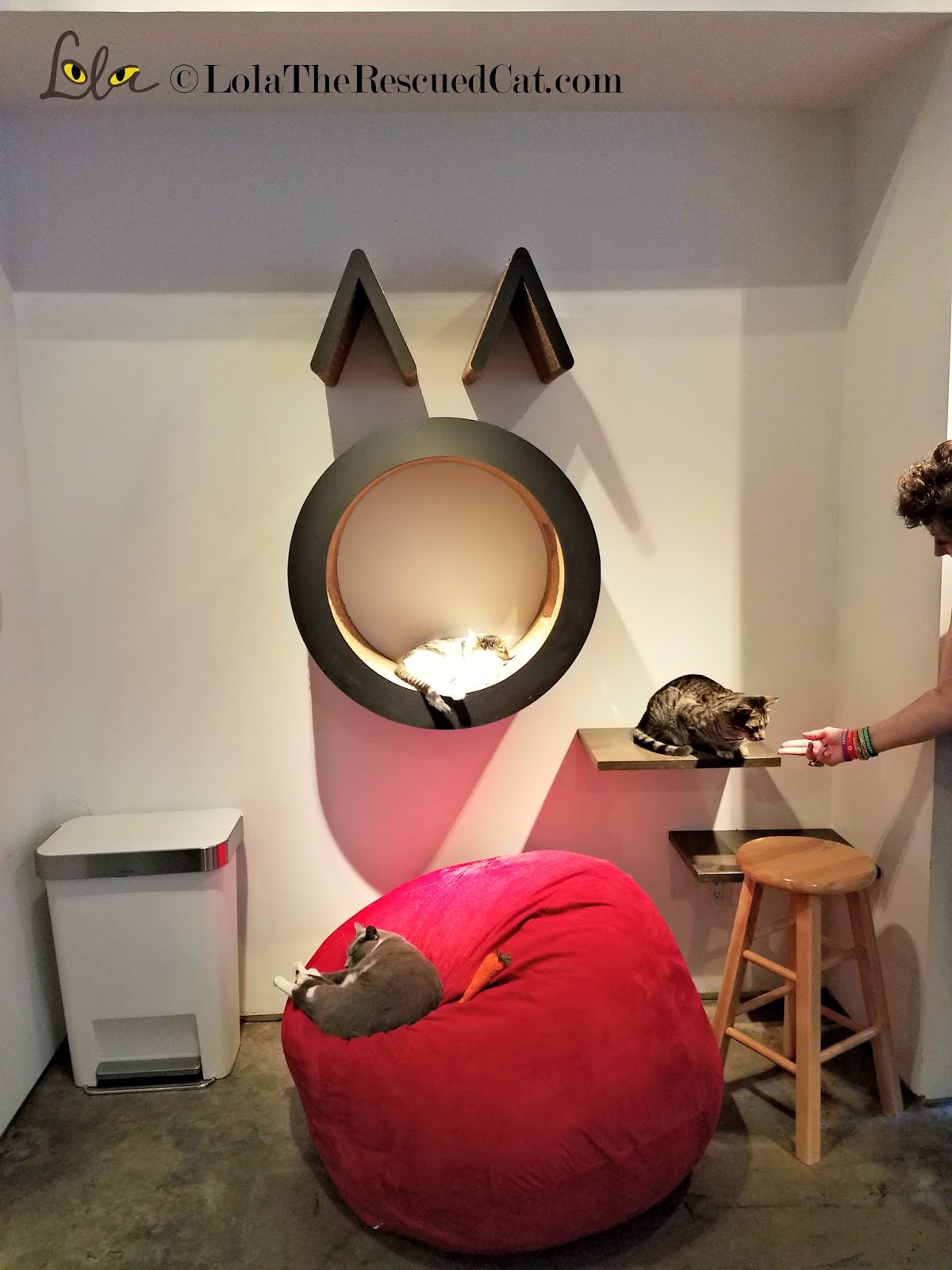 A Visit to Koneko Cat Cafe in NYC With CWA Members Lola The Rescued Cat