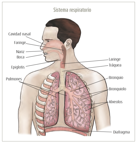 proceso de sustento en el espécimen humano