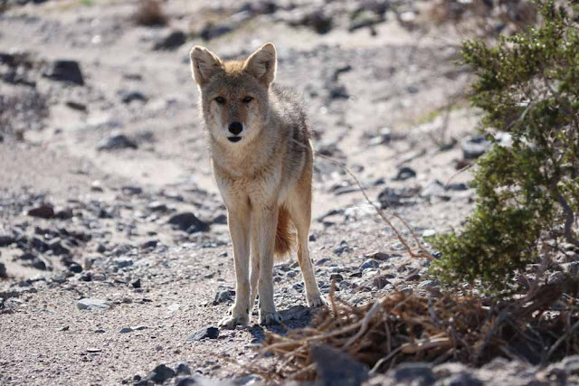 Death Valleyn kojootti