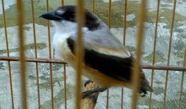 mengatasi burung cendet bondol ekor