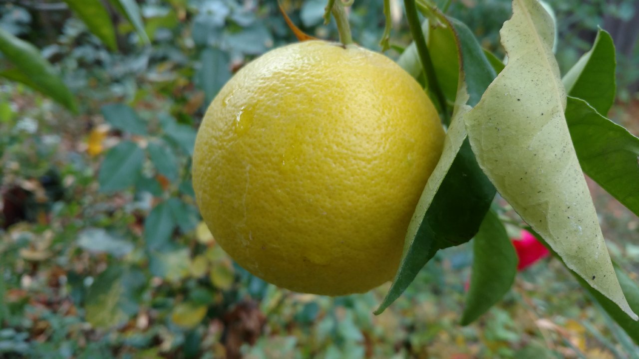 Are my oranges ripe?