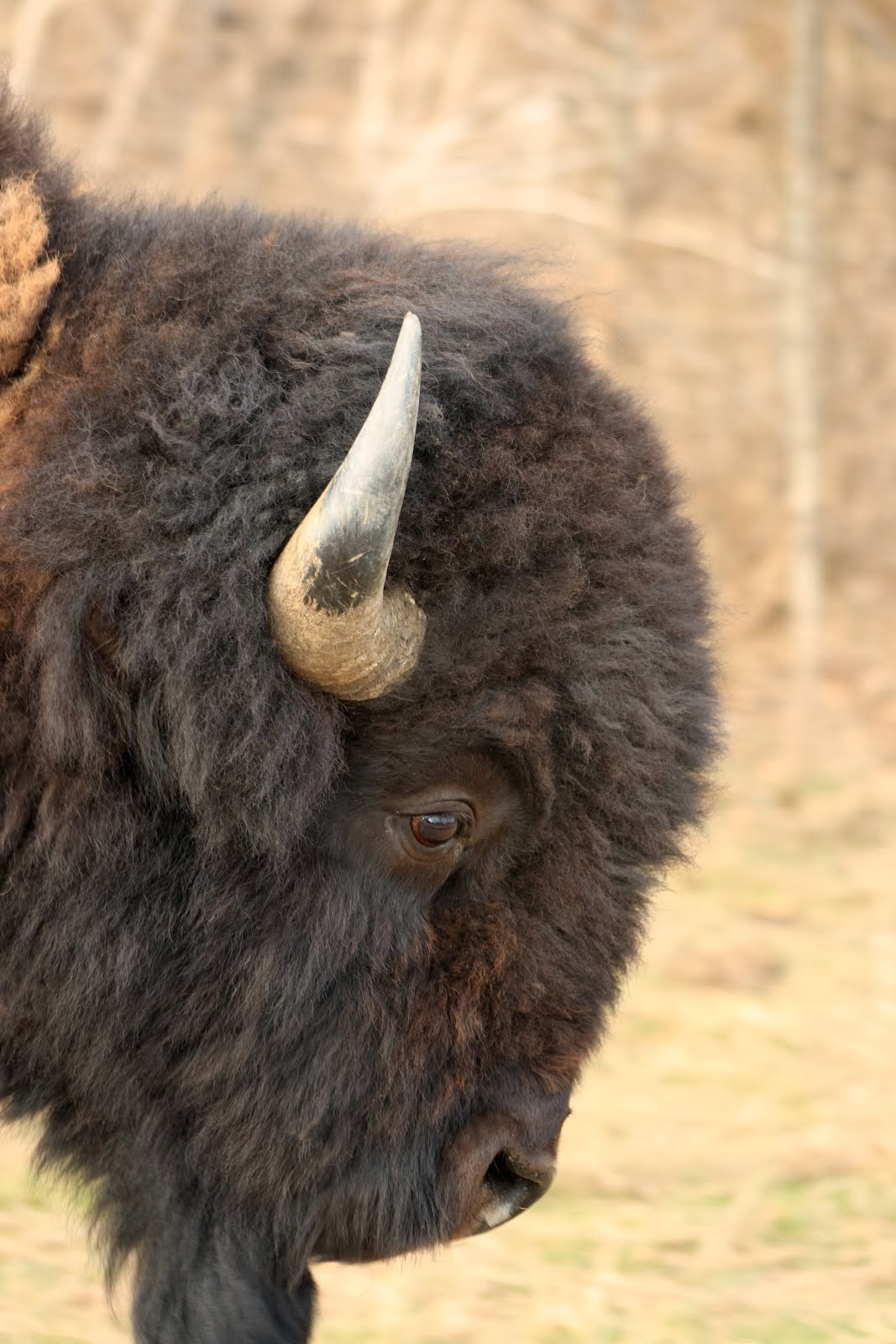 Bison