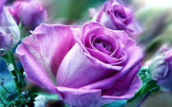 purple roses corner happy rose lavender flowers lilac flower violet pink pretty bouquet wallpapers colored lila heart until sales natural