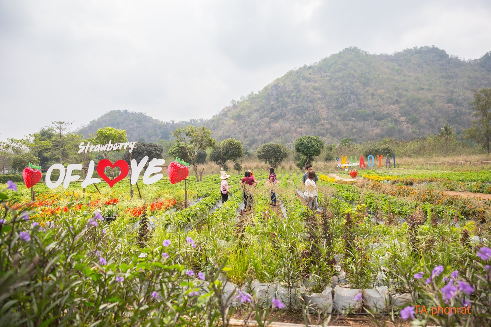 ท่องเที่ยวเมืองโคราช ไปเก็บ Strawberry Pickingไร่แผ่นดินทอง Khao Yai