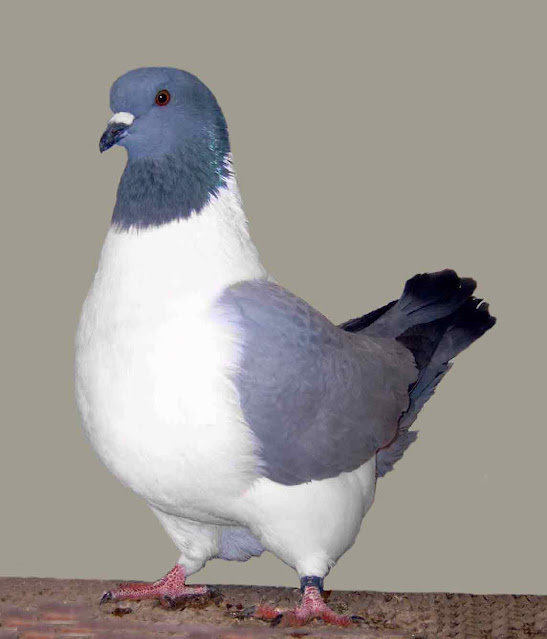 Gambar burung merpati strasser pigeon