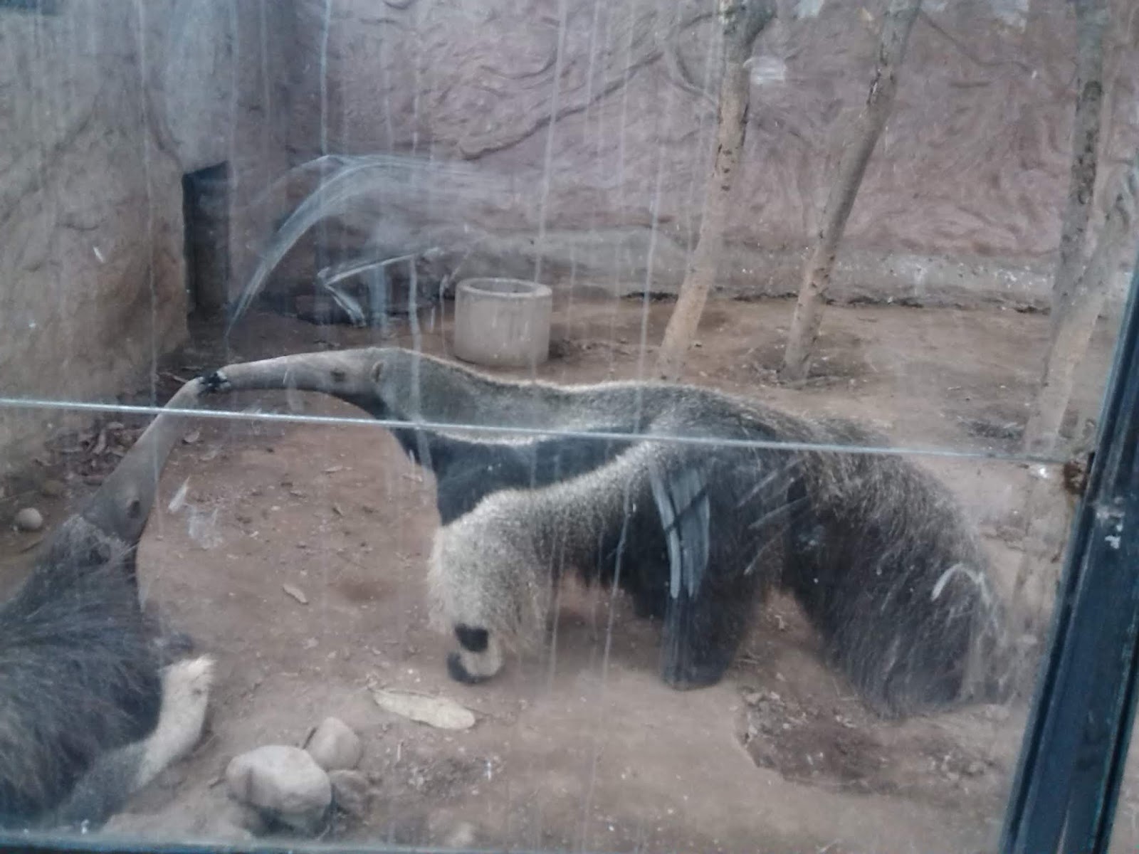 5 Reasons Why the Zoo Should Not Exist