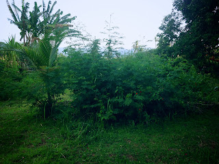 Trees And Shrubs Around The Grave Of Ringdikit Village North Bali Indonesia