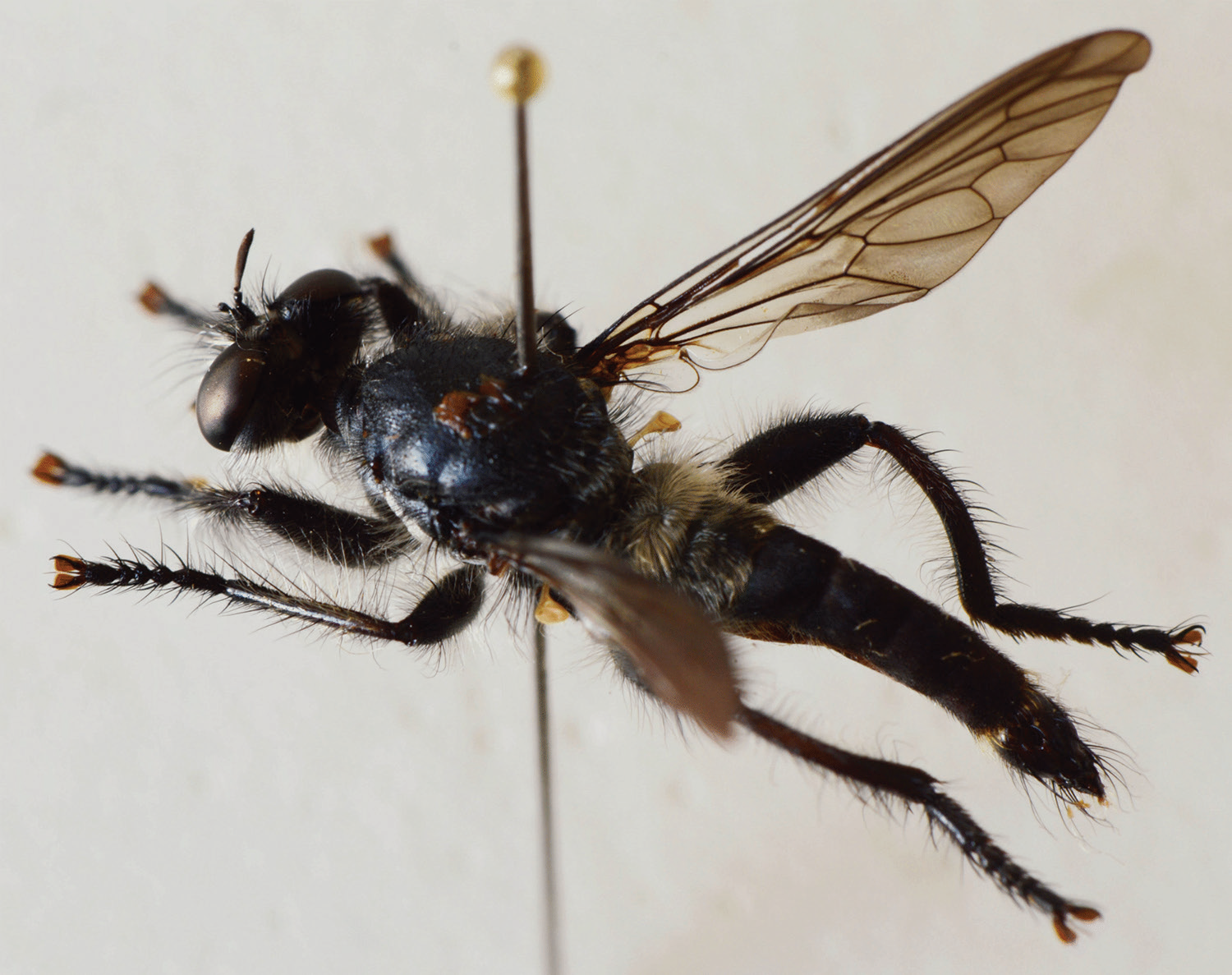 Sciency Thoughts Choerades analogos, a new species of Robber Fly from