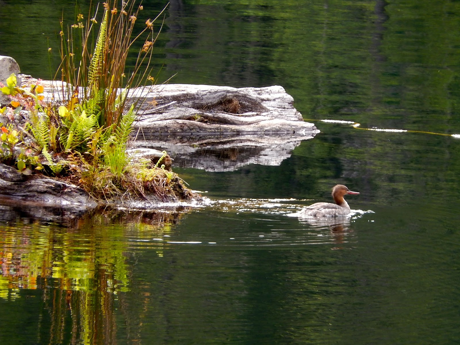 Powell River Books Blog: Coastal BC Birds: Common Merganser Duck