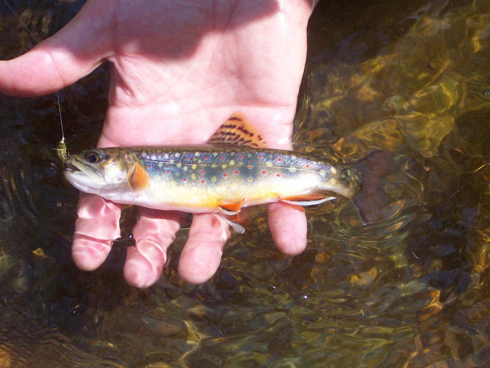 Brookies and Bronzebacks Rose River trout 2/27/12