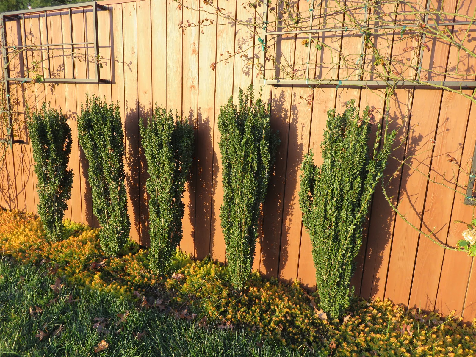 What Grows There 2018