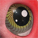 Search g2 by Glass Eyes Gimmicks