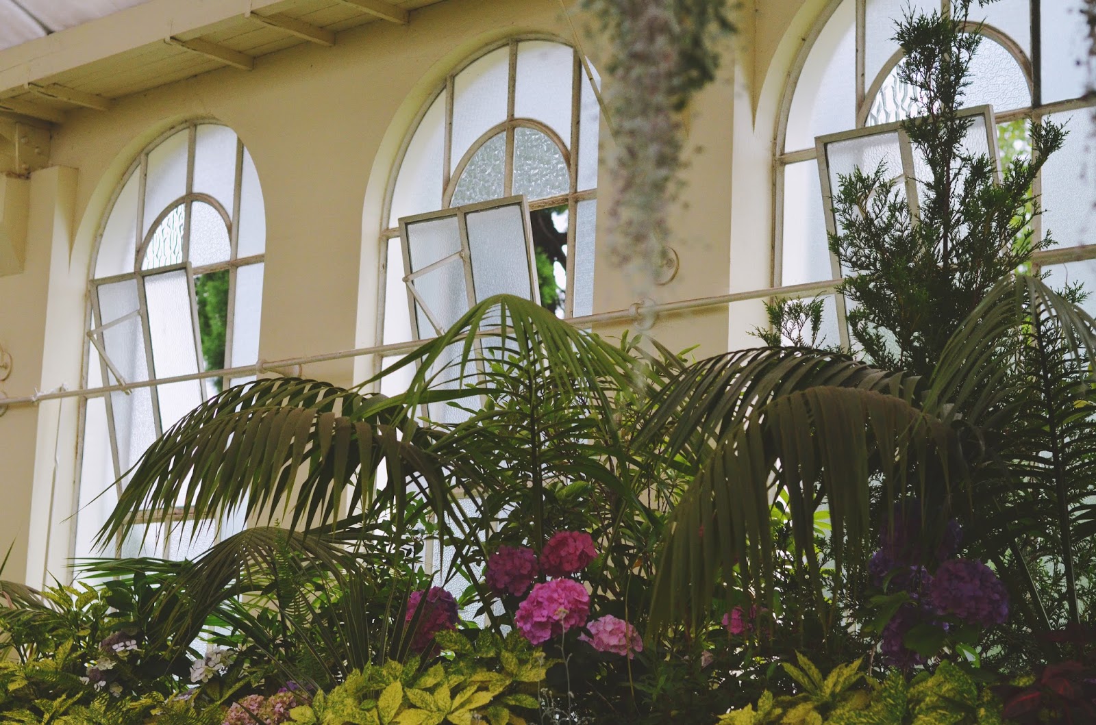 Antlered Fawn LAUNCESTON X GREENHOUSE