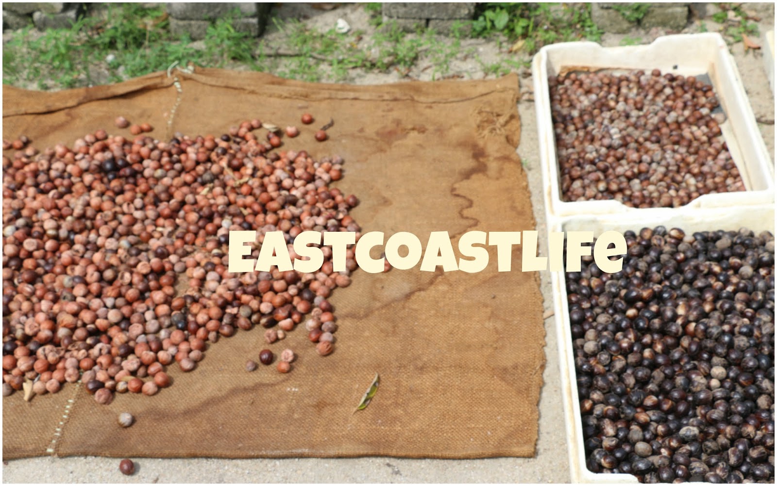 eastcoastlife Nutmeg Farm Penang 槟城豆蔻园