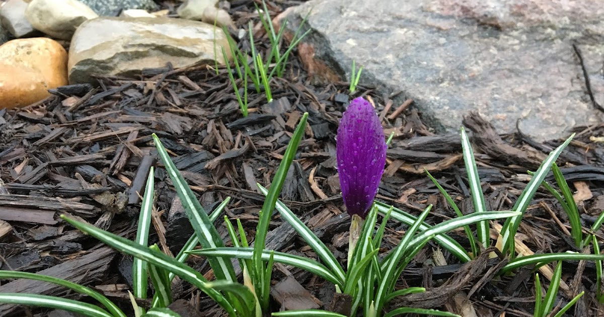 Spring Mulch Before Week of Freezing Temps [Backyard Neophyte