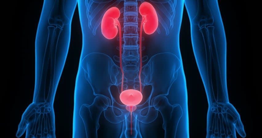 BioGeosfera: Actividades 3º ESO - Aparato excretor