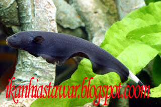 ikan hias kecil blackghost murah