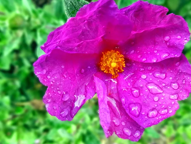 Water drops_flowers