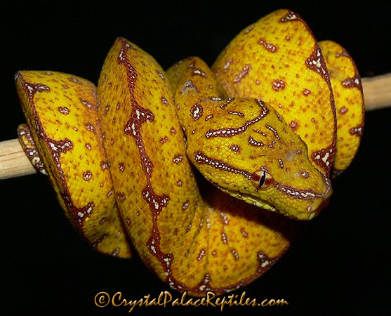 Tree Python Morphs