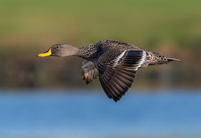 Yellow-billed Duck in Flight - Woodbridge Island Cape Town : Processed in Lightroom Classic CC 7.3