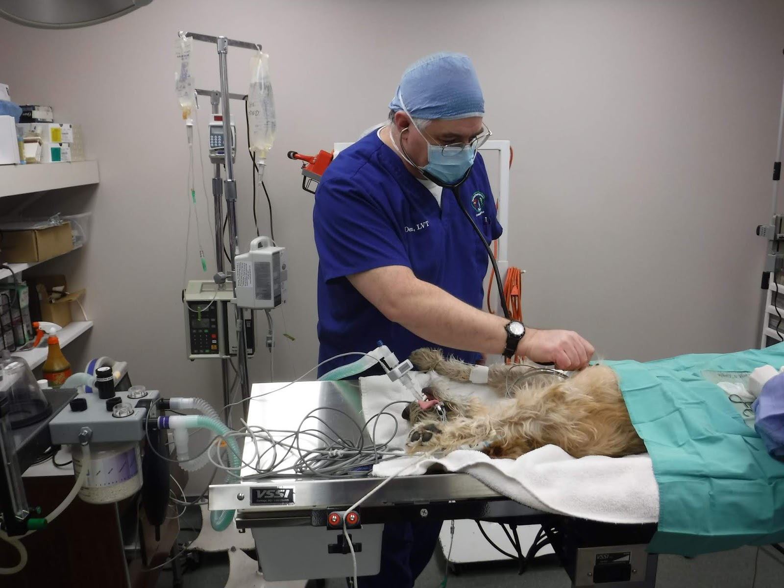 Parrish Creek Veterinary Clinic Blog The Facts About Anesthesia
