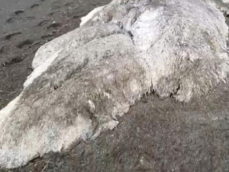 Encuentran Monstruo Marino en Kamchatka Rusia