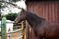 Billie Jean-QH Mare