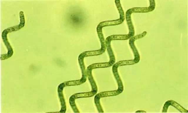 有機藍藻 螺旋藻
