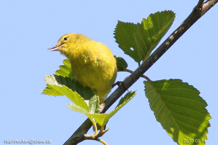 The Backyard Wildbird and Nature Store Nanaimo bird report July 08, 2018