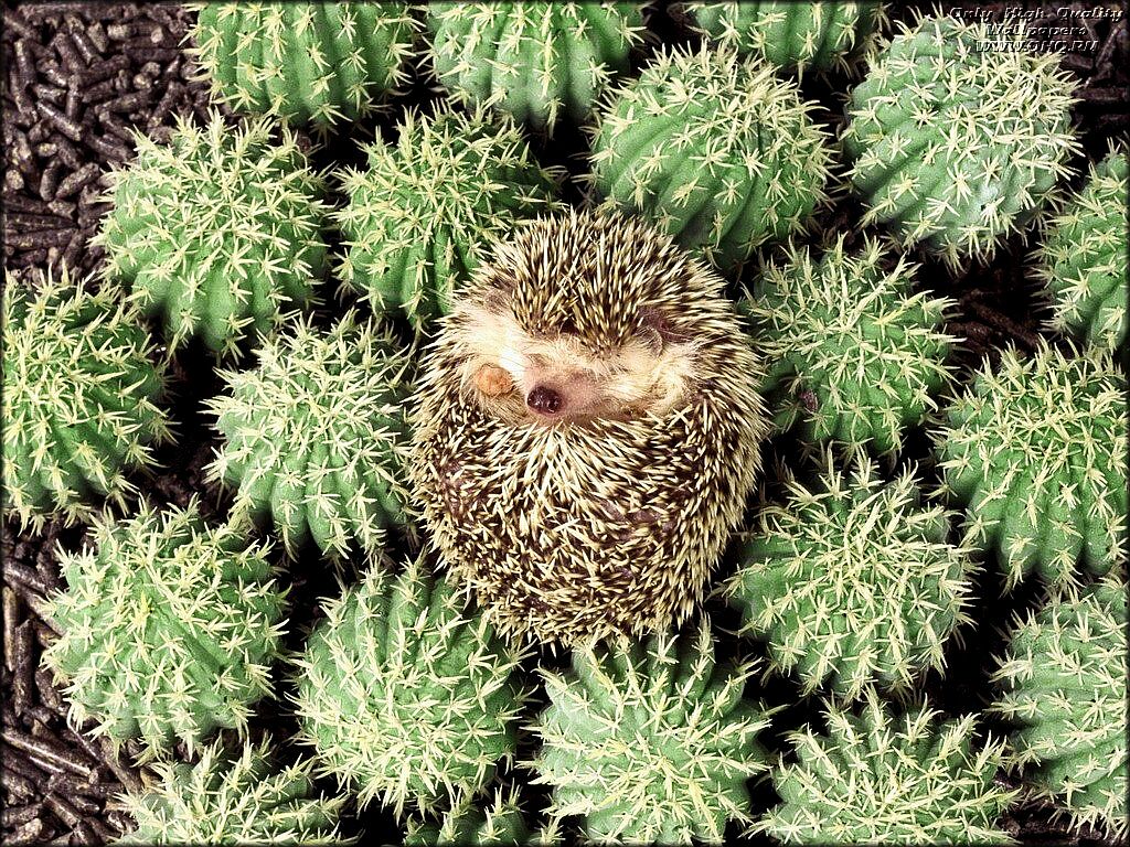 Types Of Cat Food For Hedgehogs Types Of Cat Food For Hedgehogs