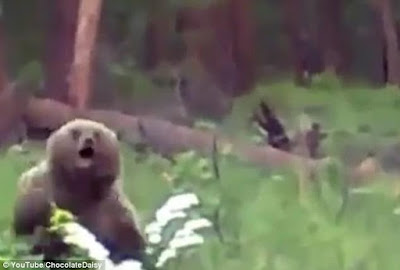 n Watch the terrifying moment hunters in Russia shot a brown bear dead as it charged at them