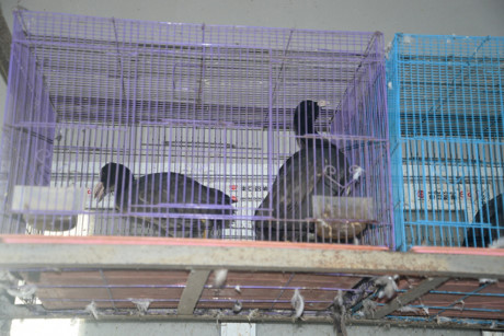 Về Hà Nam thưởng thức món 'chim to dần' - Ảnh 6 Ve Ha Nam thuong thuc mon 'chim to dan' - Anh 6