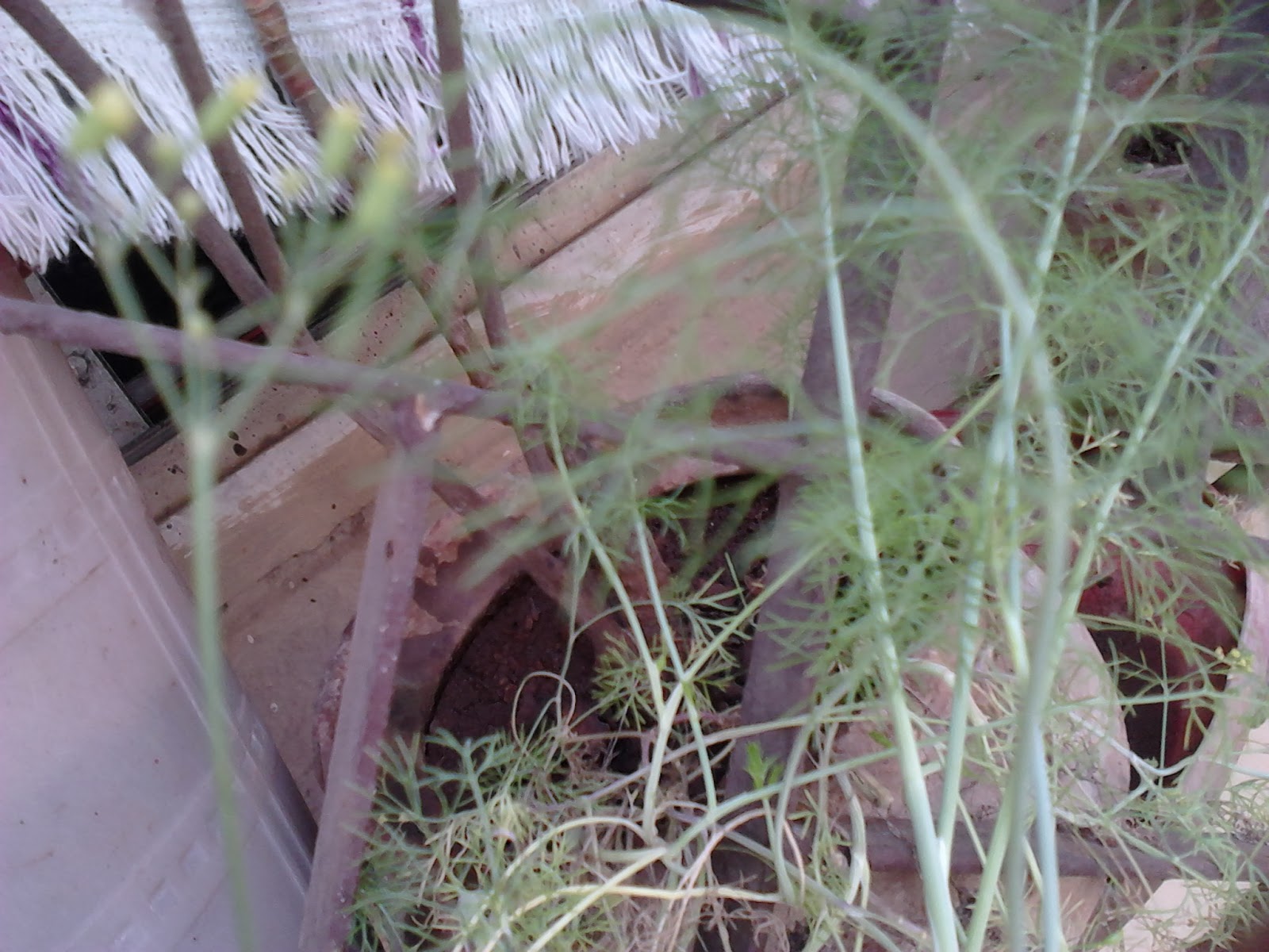Garden Care Simplified: Grow Badishep at Home Badi Shep Fennel Seeds ...