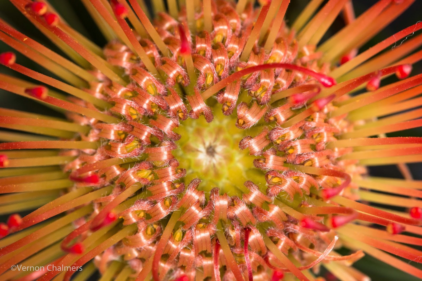 Vernon Chalmers Photography Pincushion Flowers using Autofocus and