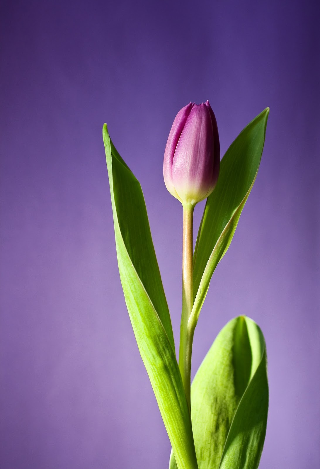 Tulpen im Februar [10 Gründe, den Februar zu lieben] | Arthurs Tochter kocht. von Astrid Paul