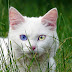 Πανέμορφες γάτες με διαφορετικό χρώμα στα μάτια!