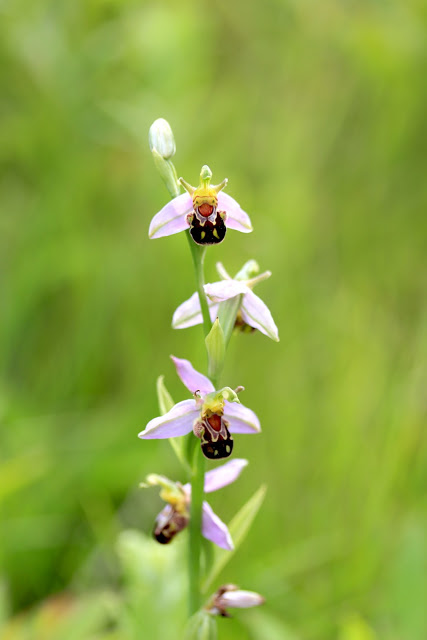 Ophrys apifera, the bee orchid