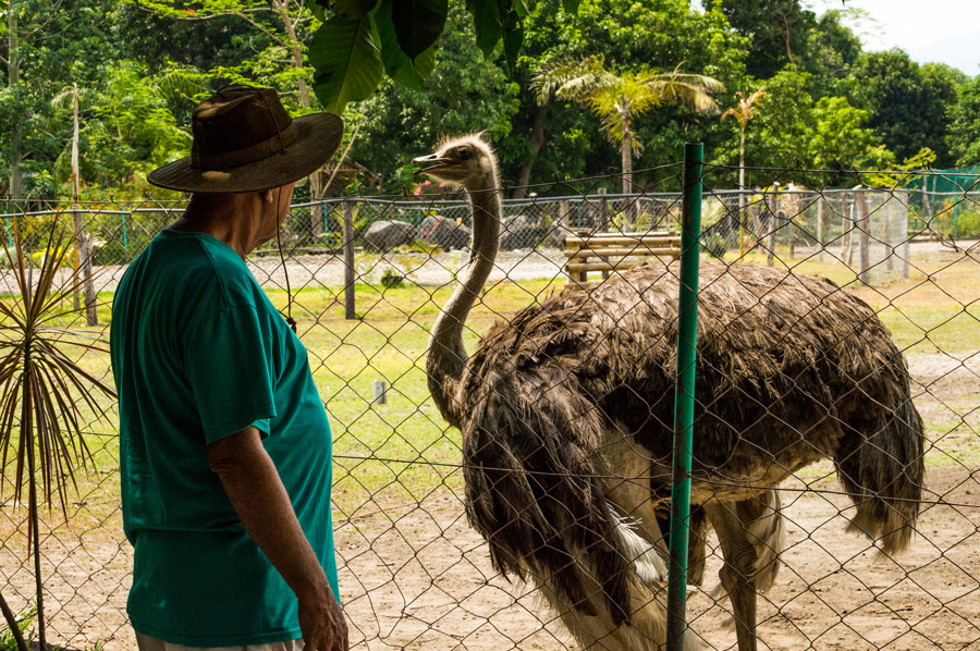 Ostrich Botolan Wildlife Farm Ostrich