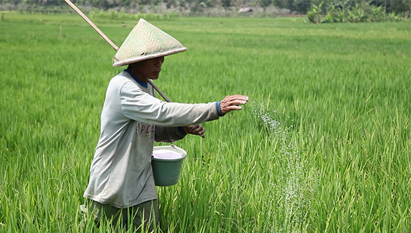 Teknik Pemupukan Tanaman Padi Yang Tidak Semua Orang Tahu Epetani Com