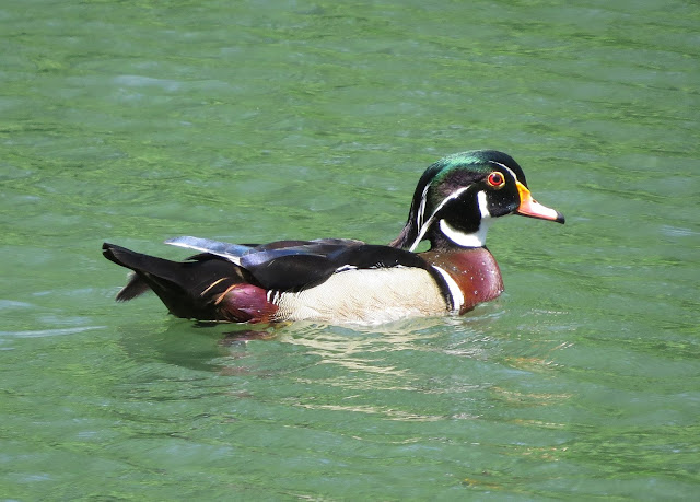Wood Duck - Central Park, New York
