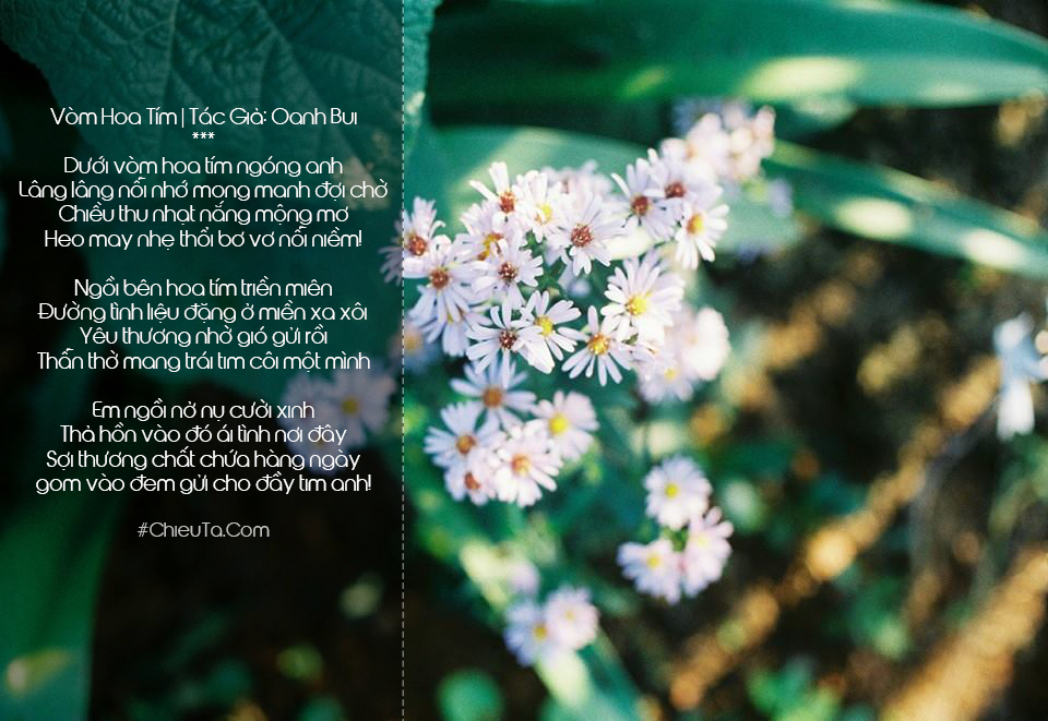Thơ Về Hoa Tím, Chùm Thơ & Câu Thơ Hay Về Hoa Màu Tím Thủy Chung