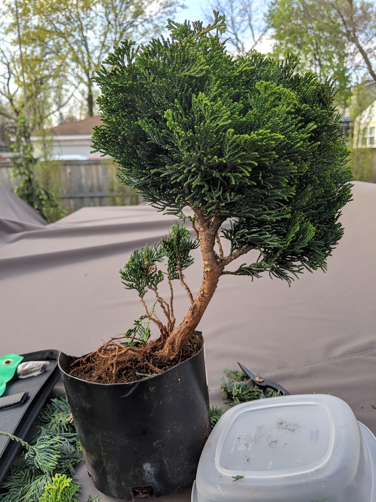 My First Bonsai Pruning (Eeek...I Went Too Far)