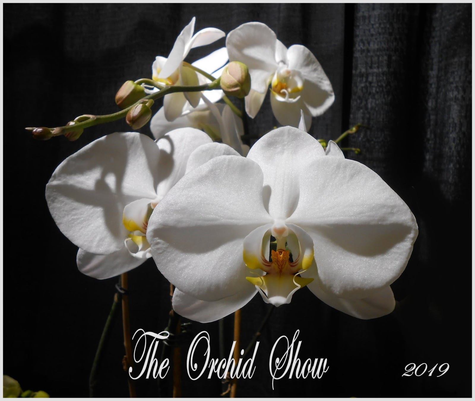My Virtual Garden Orchid Show 2019 Part 2