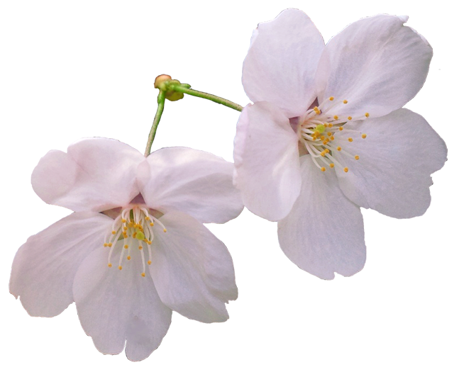 雑談散歩 桜の花の輪郭切抜き写真 ダウンロードフリー