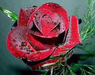 Flores: Rosas Rojas
