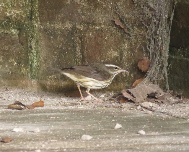 Waterthrush - Dry Tortugas, Florida Waterthrush - Dry Tortugas, Florida