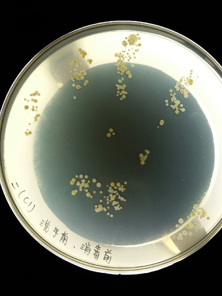 食品微生物實驗報告 第二組: 第三次實驗報告 食物接觸面與手部消毒前後之落菌測試