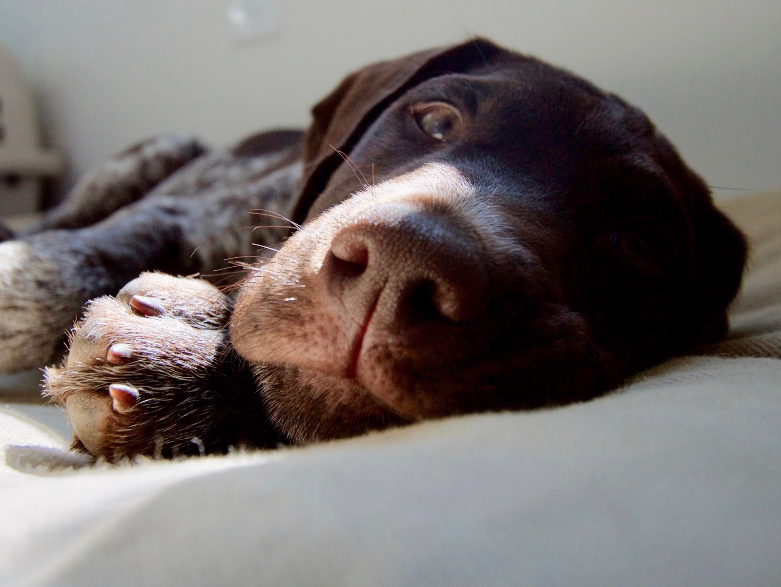 Kennel Cough Quick Facts